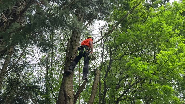 Best Lot and Land Clearing  in Jacksonvle, IL